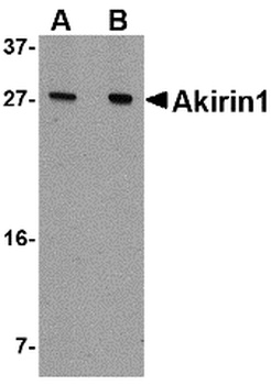 AKIRIN1 Antibody