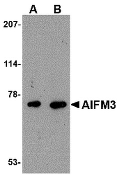 AIFM3 Antibody