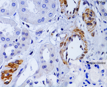 Slc39a14 Antibody