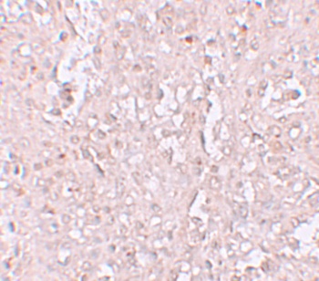 Slc39a13 Antibody