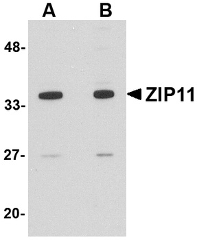 SLC39A11 Antibody