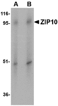 Slc39a10 Antibody