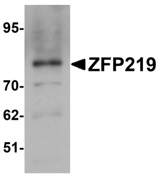 ZNF219 Antibody