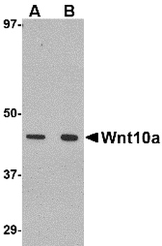 WNT10A Antibody