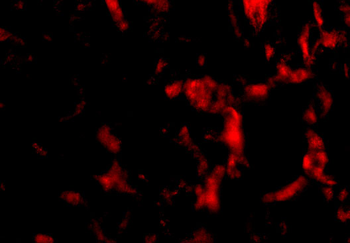 Wnt10a Antibody