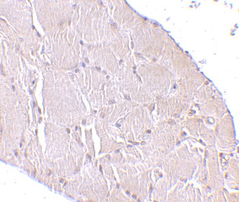 WNT10A Antibody