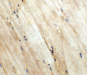 WNT10A Antibody