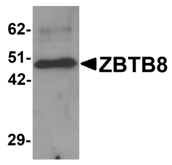 ZBTB8A Antibody