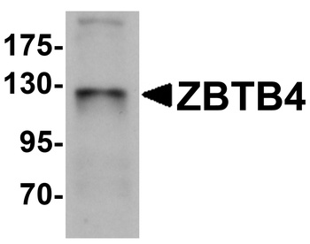 ZBTB4 Antibody