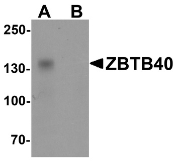 ZBTB40 Antibody
