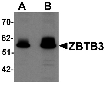 ZBTB3 Antibody