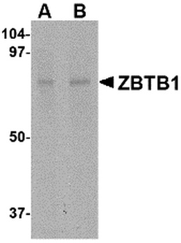 ZBTB1 Antibody