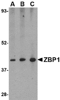 ZBP1 Antibody