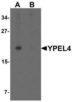 YPEL4 Antibody