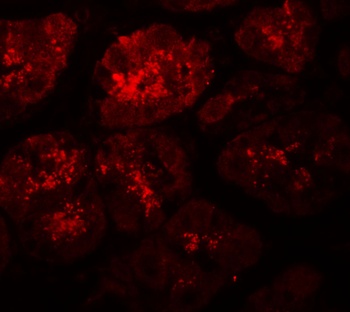 XKR8 Antibody