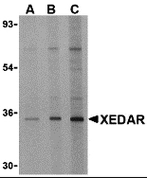 EDA2R Antibody