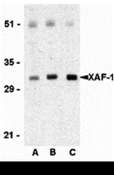 XAF-1 Antibody