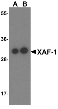 XAF1 Antibody