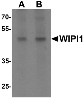 WIPI1 Antibody