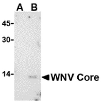 West Nile Virus Core Antibody