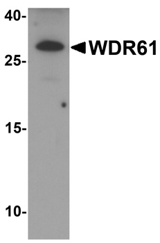 WDR61 Antibody