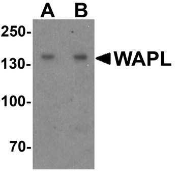 WAPAL Antibody