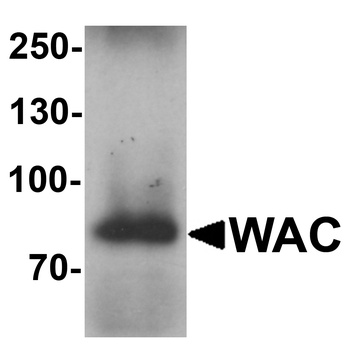 WAC Antibody