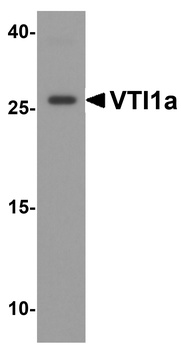 VTI1a Antibody