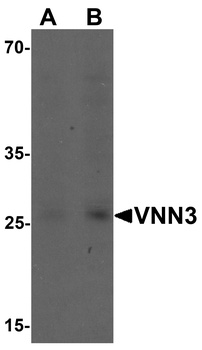 VNN3 Antibody