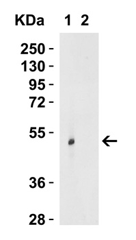 TRIM21 Antibody