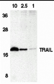 TNFSF10 Antibody