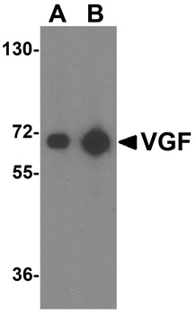 VGF Antibody