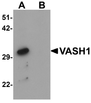 VASH1 Antibody
