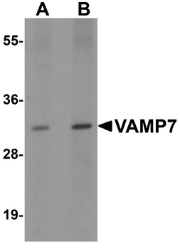 VAMP7 Antibody