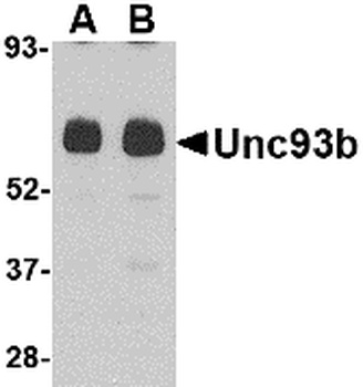UNC93B1 Antibody