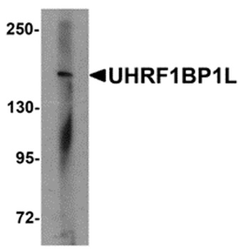 UHRF1BP1L Antibody