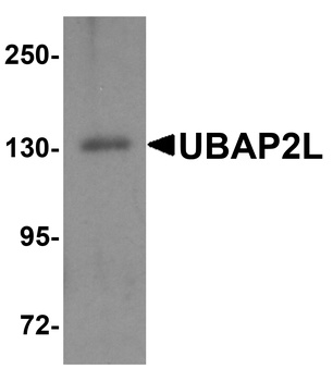 UBAP2L Antibody