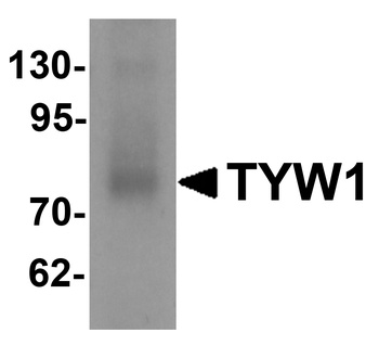 TYW1 Antibody