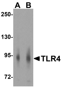 TLR4 Antibody