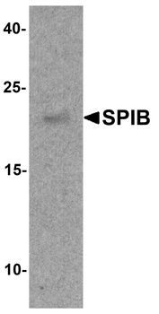 SPIB Antibody
