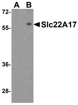 SLC22A17 Antibody