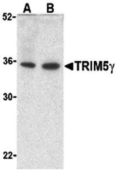 TRIM5 Antibody