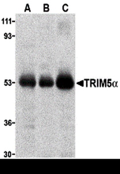 TRIM5 Antibody