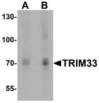 TRIM33 Antibody