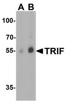 TRIF Antibody