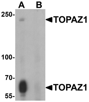 TOPAZ1 Antibody