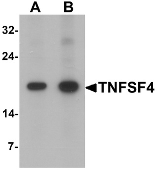 TNFSF4 Antibody