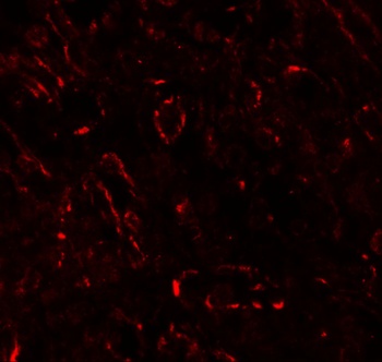 TNFSF4 Antibody