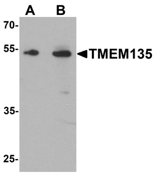 TMEM135 Antibody