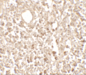 TMEM107 Antibody